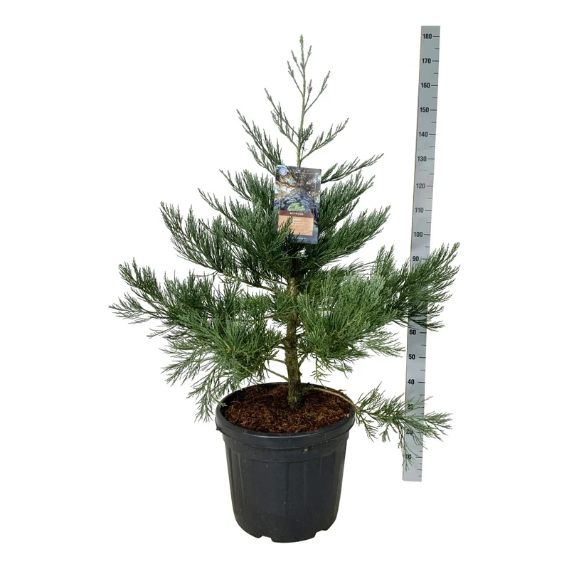 Sequoiadendron giganteum 'Healthy Mammoth One' PBR 80-100 cm C55 (55 liters kruka)
