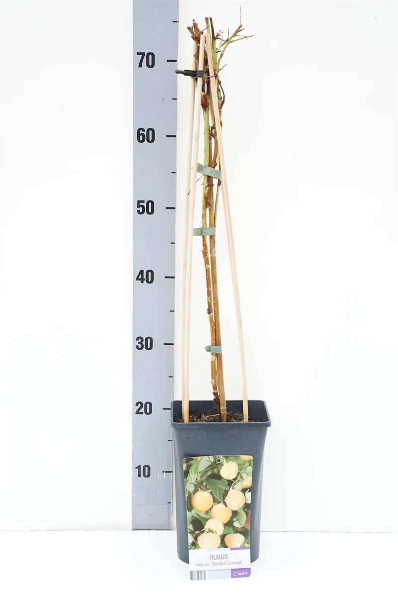 Gult hallon Rubus idaeus 'Golden Everest' C2,5 (2,5 liters kruka) 70 cm