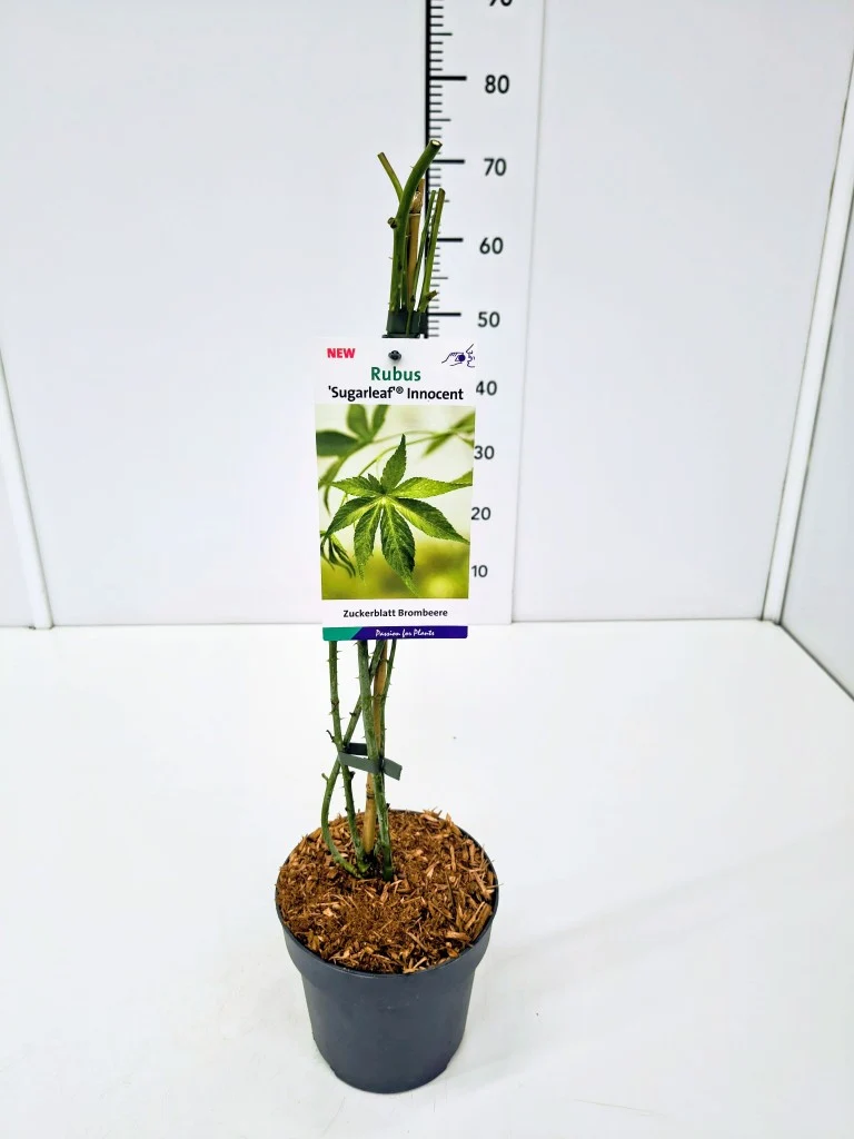 Rubus Sugarleaf® ‘Innocent’ C2 (2 liters kruka / 17 cm kruka)