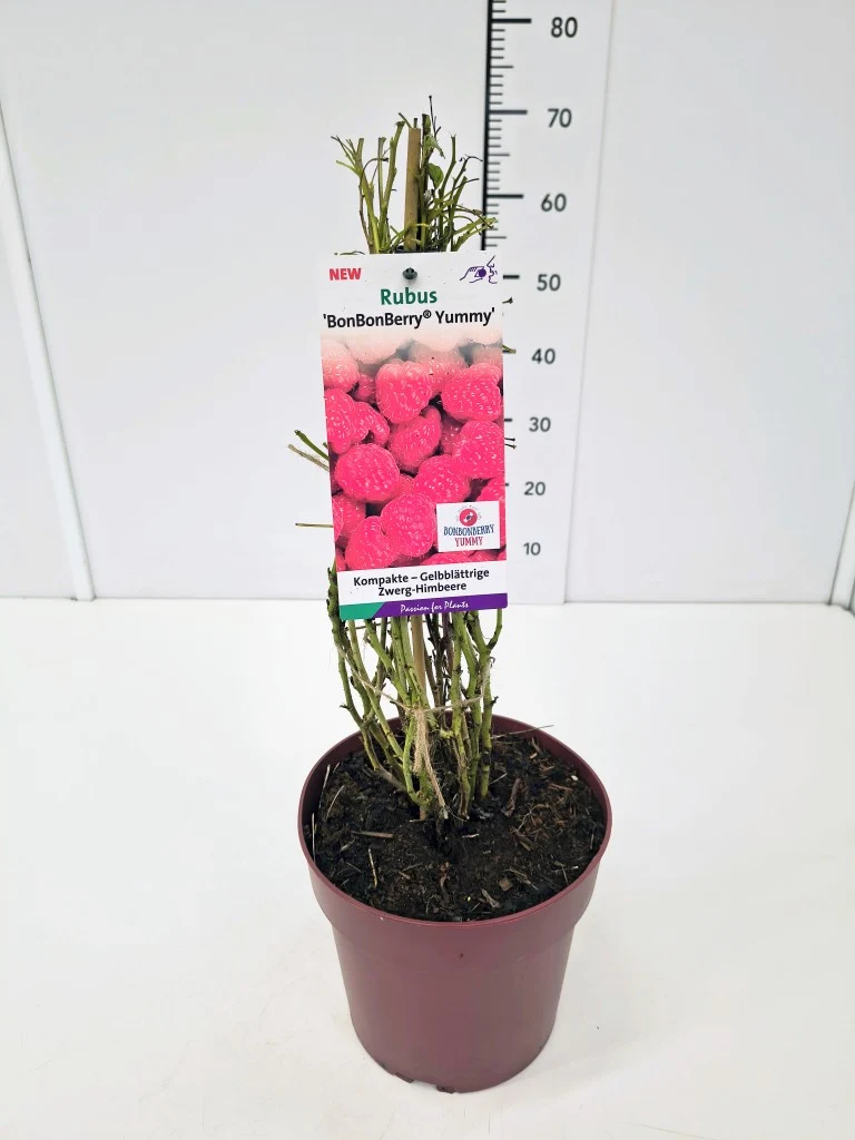 Rubus idaeus 'Yummy'® C7 (7 liters kruka) 40-60 cm