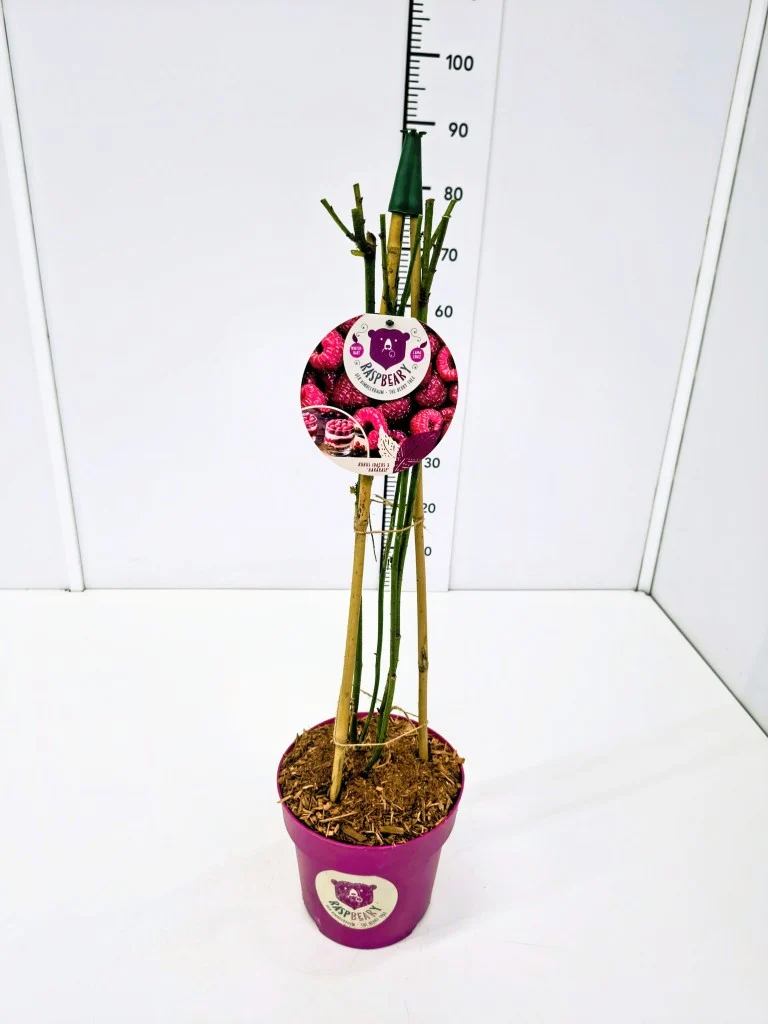 Rubus idaeus 'Raspbeary'® 60 cm kon C4 (4 liters kruka)
