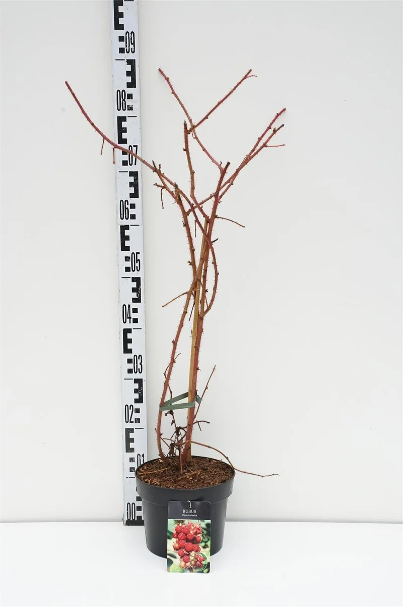 Rubus phoenicolasius C3 (3 liters kruka) / 19 cm kruka 40-50 cm