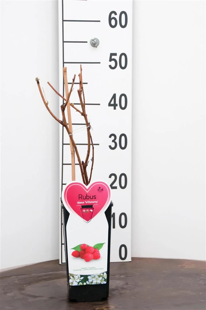 Rubus idaeus 'Willamette' C2 (2 liters kruka) Buske