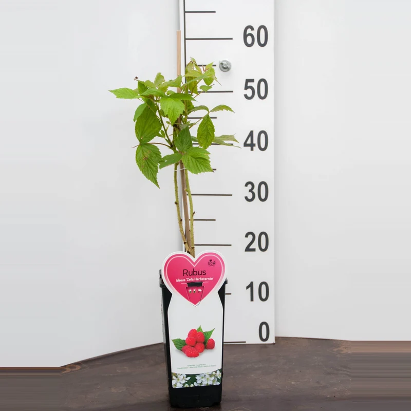 Rubus idaeus 'Zefa Herbsternte' C2 (2 liters kruka)