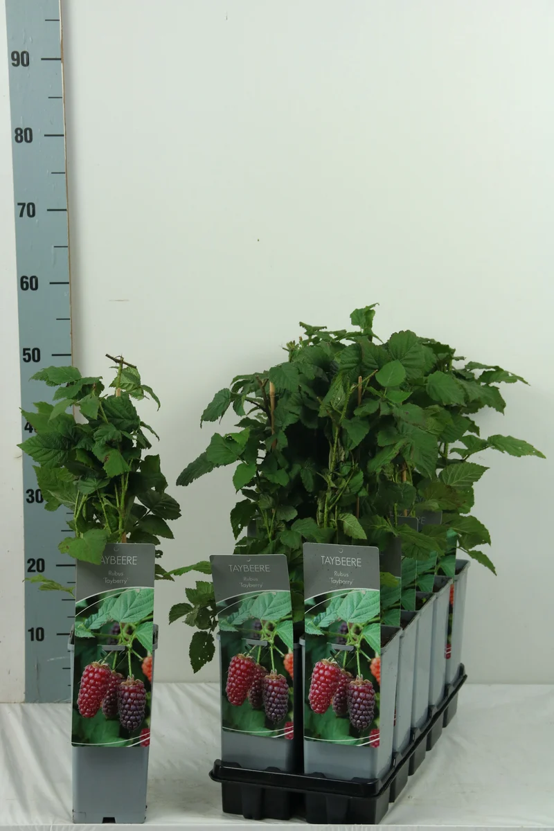Rubus 'Medena Tayberry' C2 (2 liters kruka) 30-40 cm