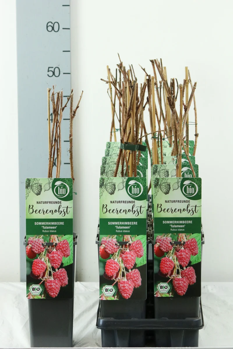 Rubus idaeus 'Tulameen' C2 (2 liters kruka) 30-35 cm