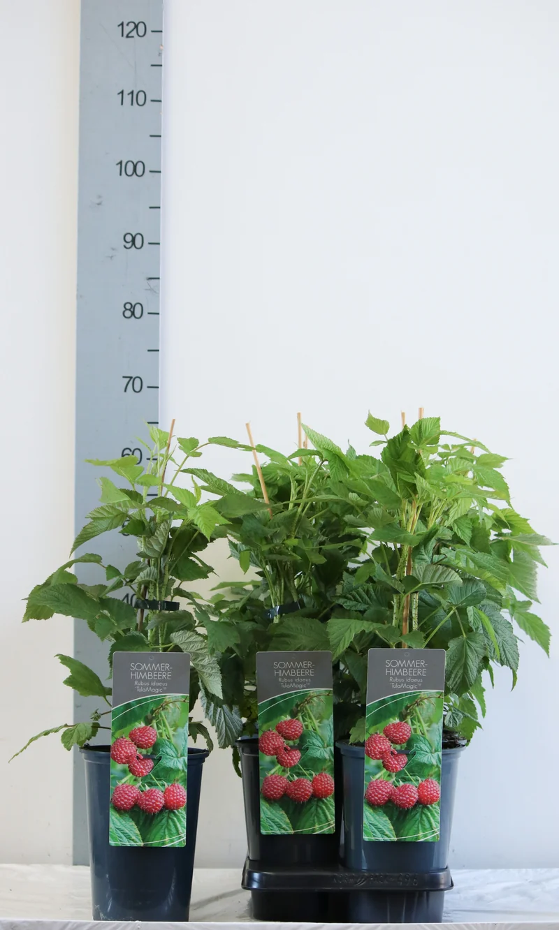 Rubus id. 'TulaMagic' C3 (3 liters kruka) 40-60 cm
