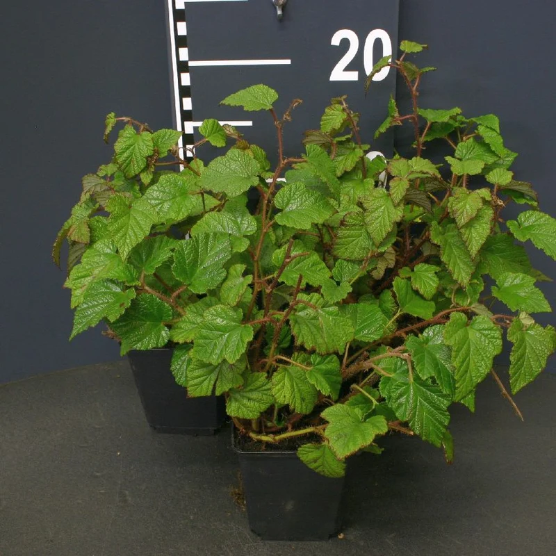 Rubus tricolor 9 cm kruka