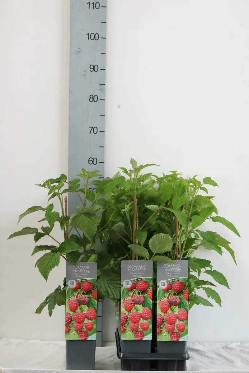 Rubus idaeus 'Willamette' C2 (2 liters kruka) 30-40 cm