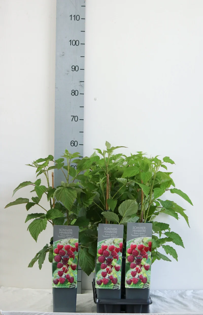 Rubus idaeus 'Sugana' C2 (2 liters kruka) 30-40 cm