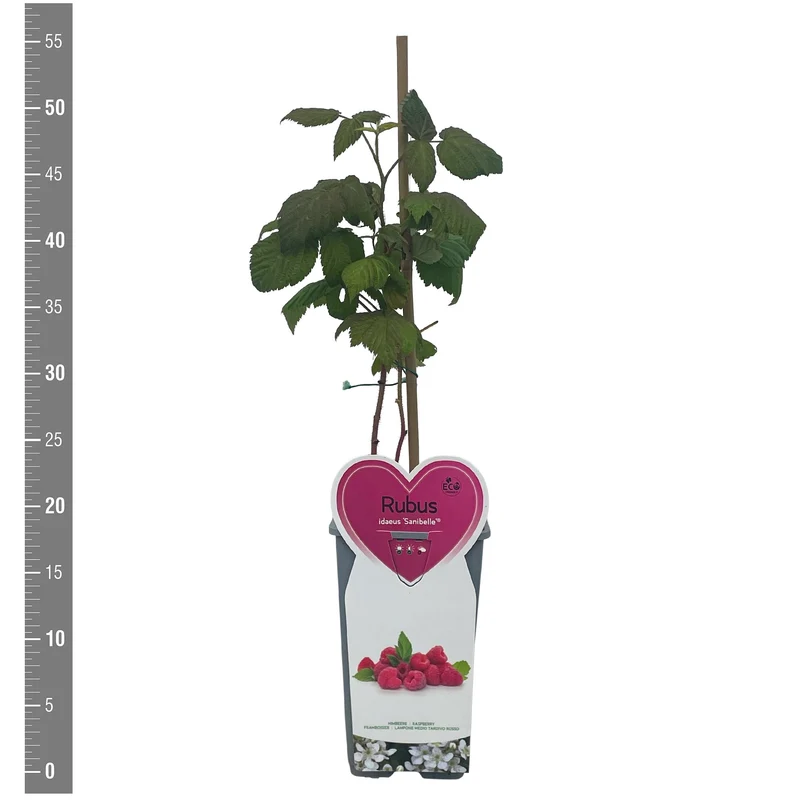 Rubus idaeus 'Sanibelle'® Buske C2 (2 liters kruka)