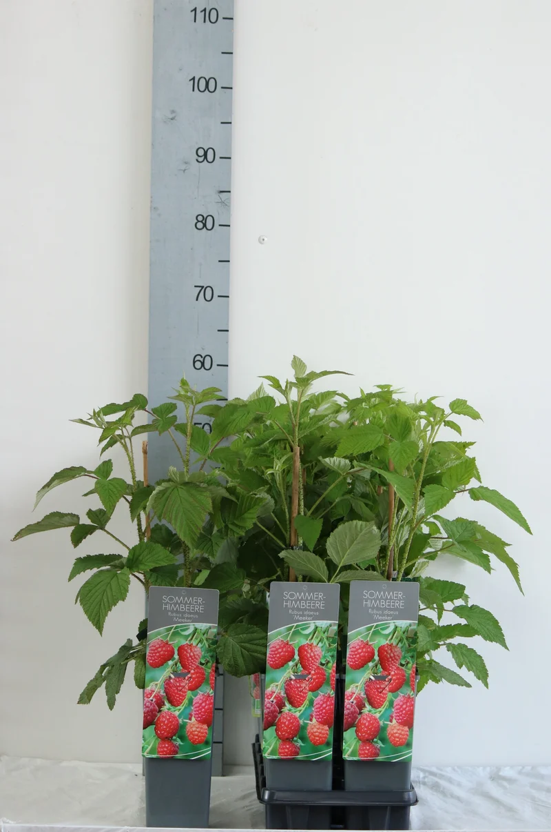 Rubus idaeus 'Meeker' C2 (2 liters kruka) 30-40 cm
