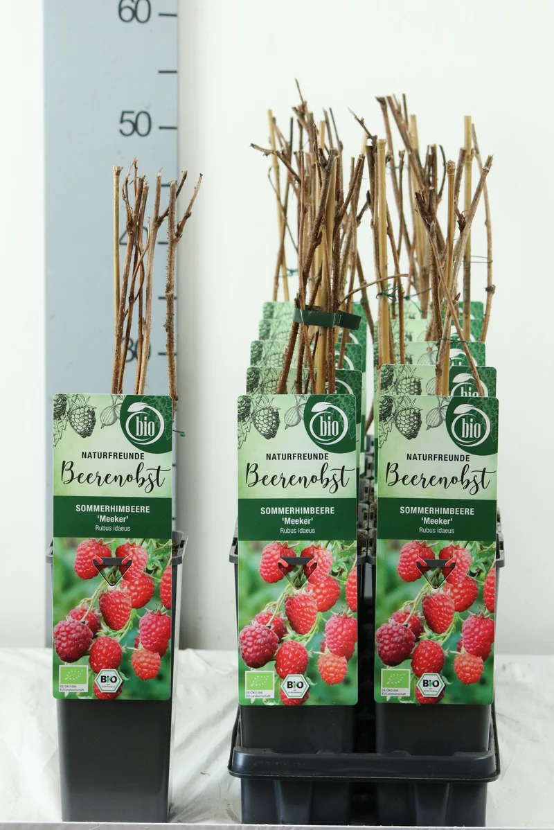 Rubus idaeus 'Meeker' C2 (2 liters kruka) 30-35 cm