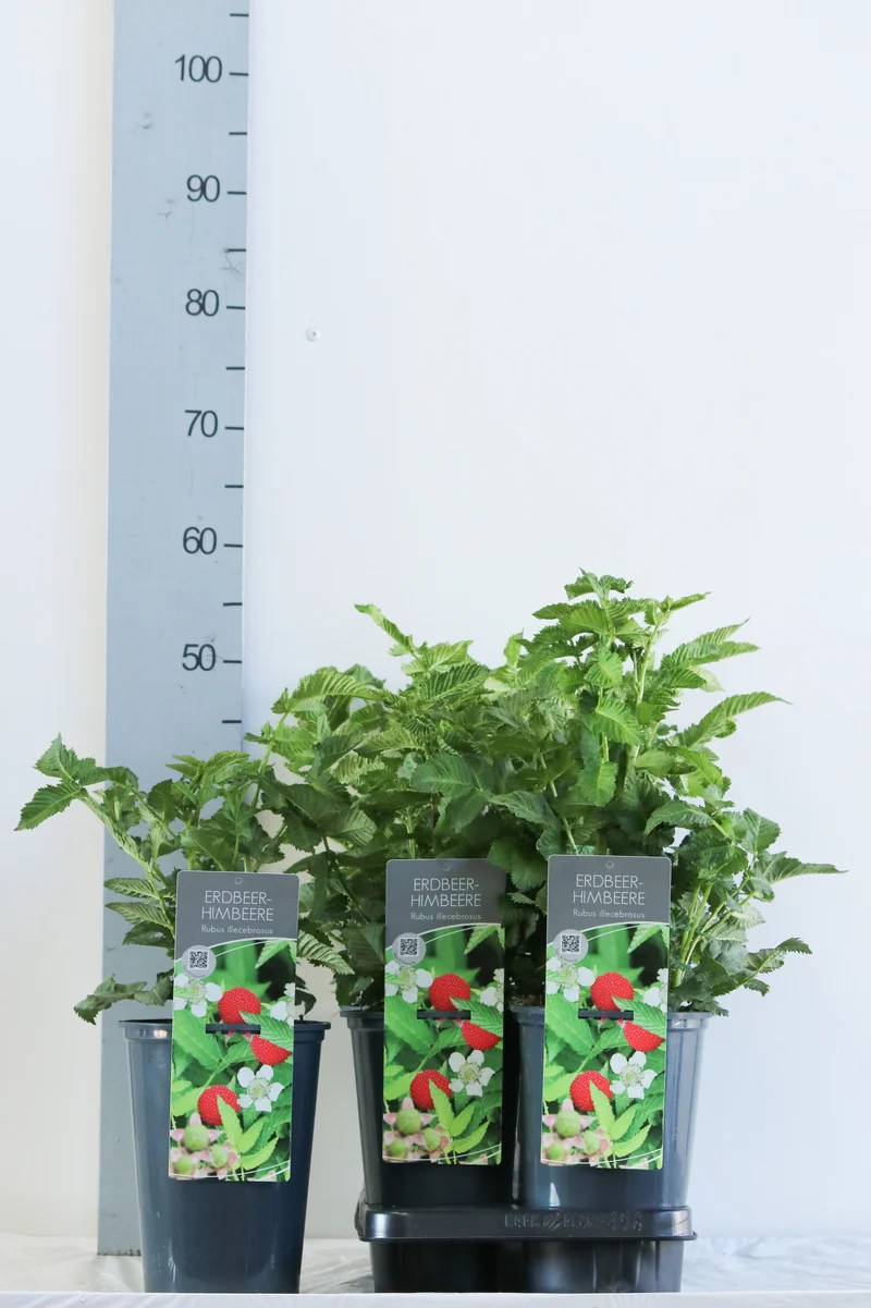 Rubus illecebrosus C3 (3 liters kruka) 40-60 cm