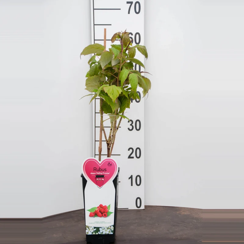 Rubus idaeus 'Malling Promise' C2 (2 liters kruka)