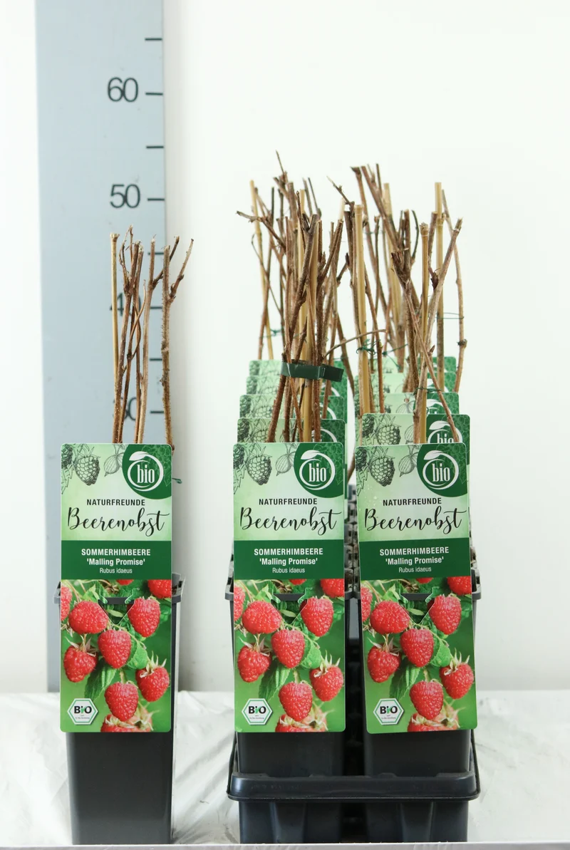 Rubus idaeus 'Malling Promise' C2 (2 liters kruka) 30-35 cm