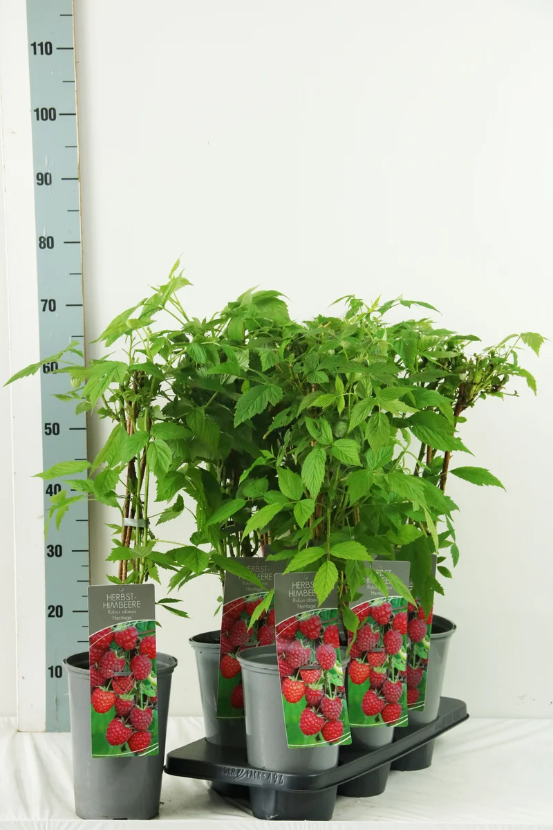 Rubus idaeus 'Heritage' C3 (3 liters kruka) / 19 cm kruka 40-60 cm