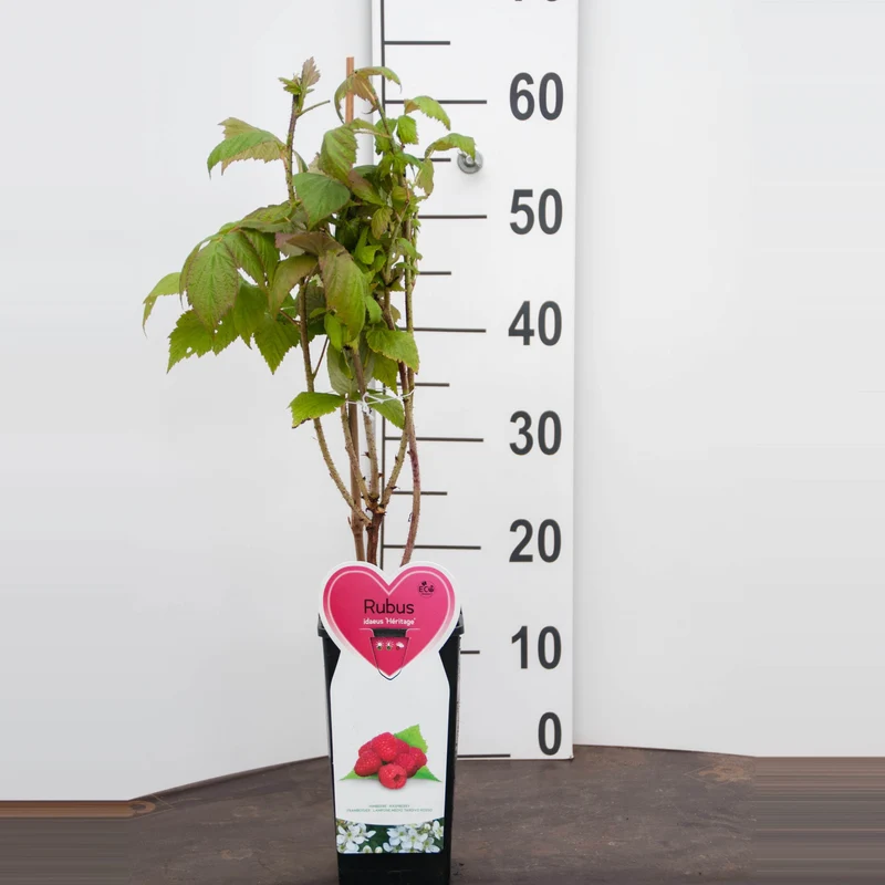 Rubus idaeus 'Heritage' C2 (2 liters kruka)