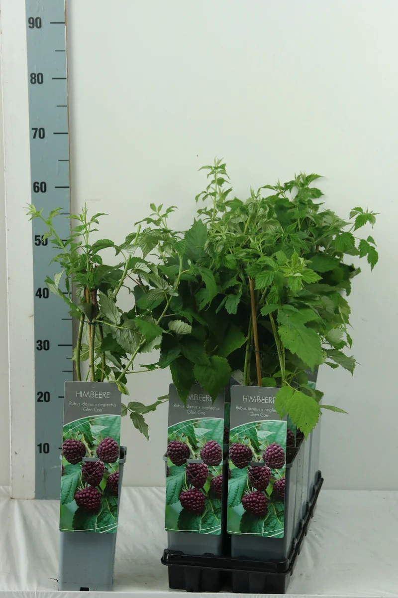 Rubus idaeus 'Glen Coe' C2 (2 liters kruka) 30-40 cm