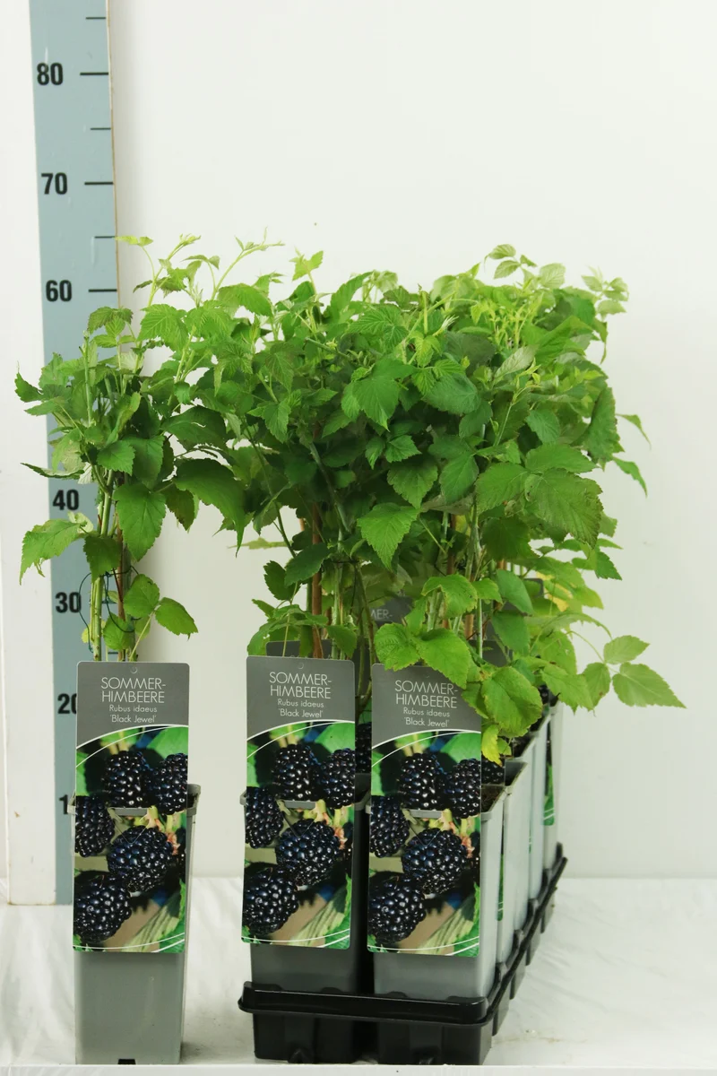 Rubus idaeus 'Black Jewel' C2 (2 liters kruka) 30-40 cm