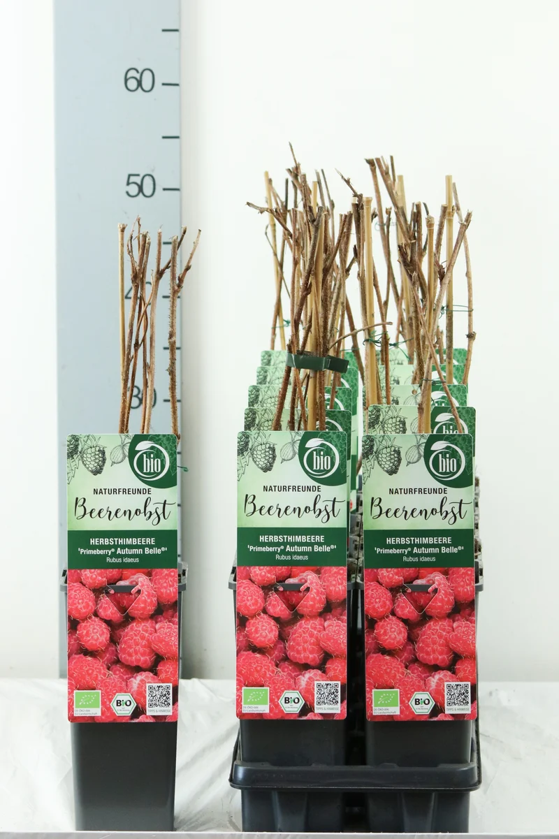 Hösthallon Rubus idaeus 'Autumn Belle' C2 (2 liters kruka) 30-35 cm