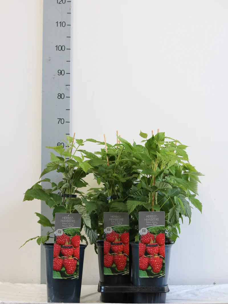 Rubus idaeus 'Autumn Bliss' C3 (3 liters kruka) 40-60 cm