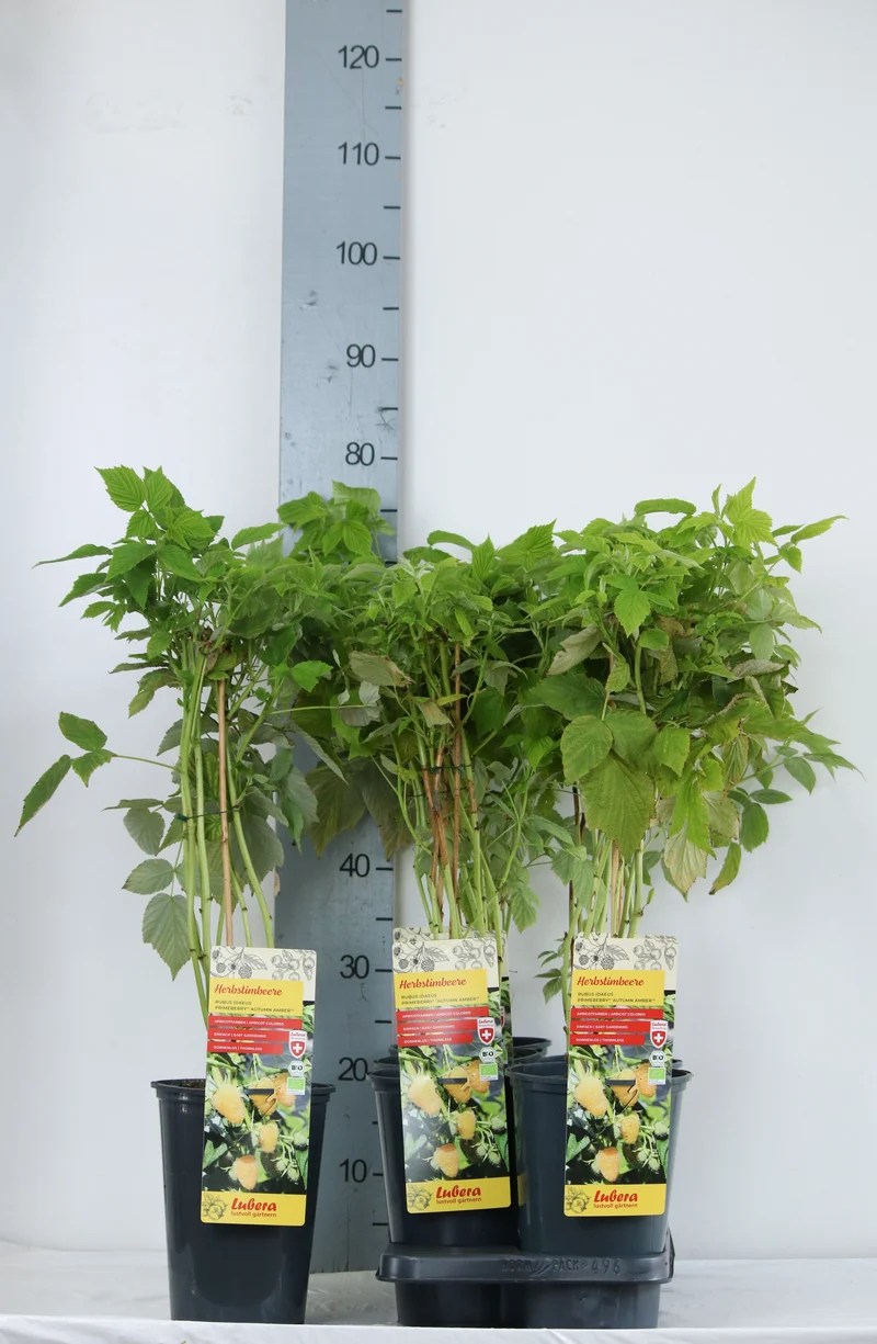 Rubus idaeus 'Autumn Amber'® C3 (3 liters kruka) 40-60 cm