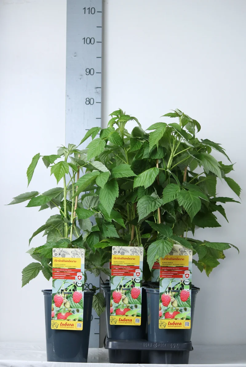 Rubus idaeus 'Autumn Chef®' Primberry® C3 (3 liters kruka) / 19 cm kruka 40-60 cm