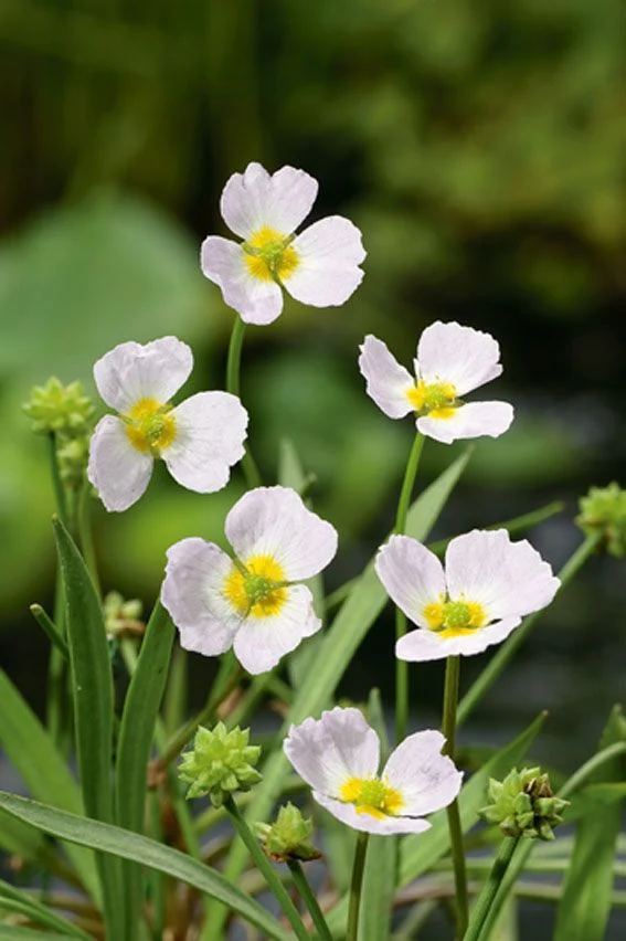 Baldellia ranunculoides i dammkorg 18x18 cm