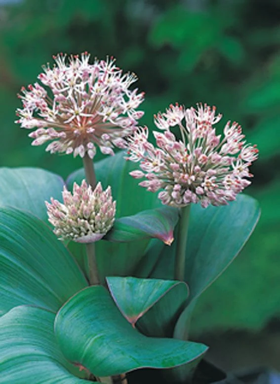 Allium karataviense 9 cm kruka - Vattenväxt