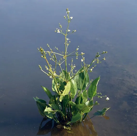 Alisma plantago-aquatica - 9 cm kruka