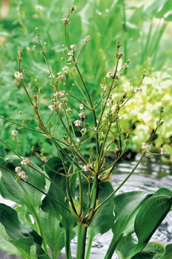 Alisma parviflorum planteringskorg 18x18 cm