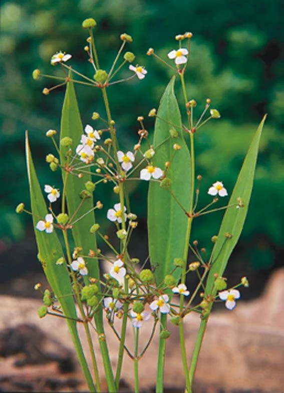 Alisma lanceolatum 9 cm kruka - Vattenväxt