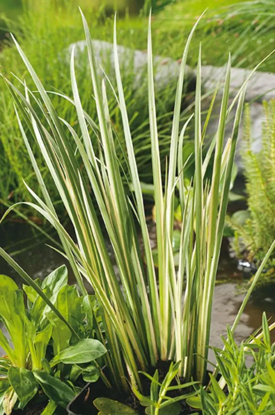 Acorus calamus 'Variegatus' - 9 cm kruka