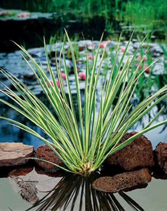 Acorus calamus 'Gramineus' planteringskorg 18x18 cm