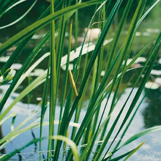 Acorus calamus (Kalmus) - Vattenväxt i 9 cm kruka
