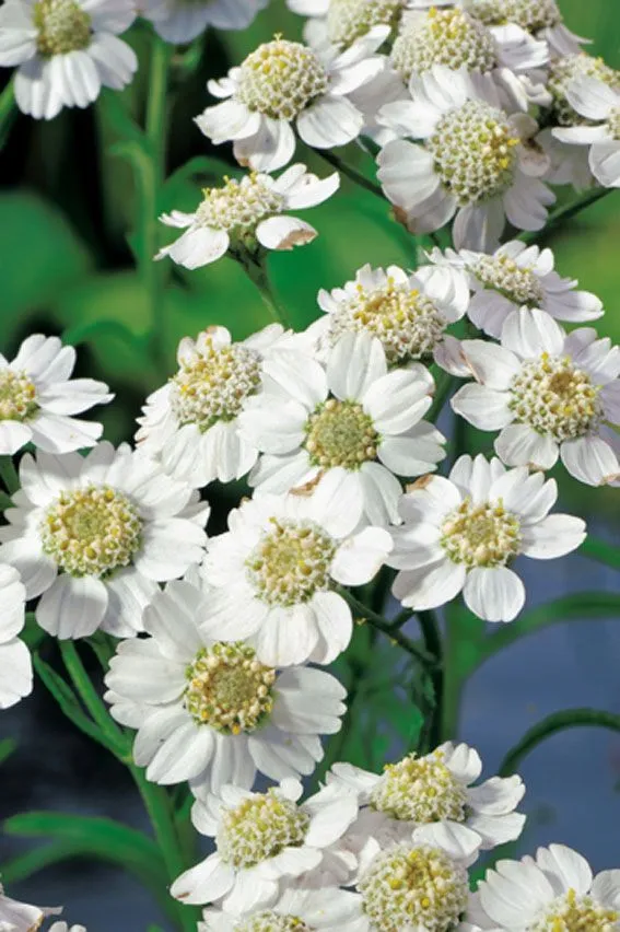 Achillea ptarmica 9 cm kruka (Vattenväxt)