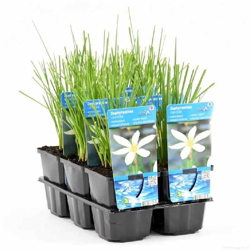 Zephyranthes candida 9 cm kruka - Vattenväxt
