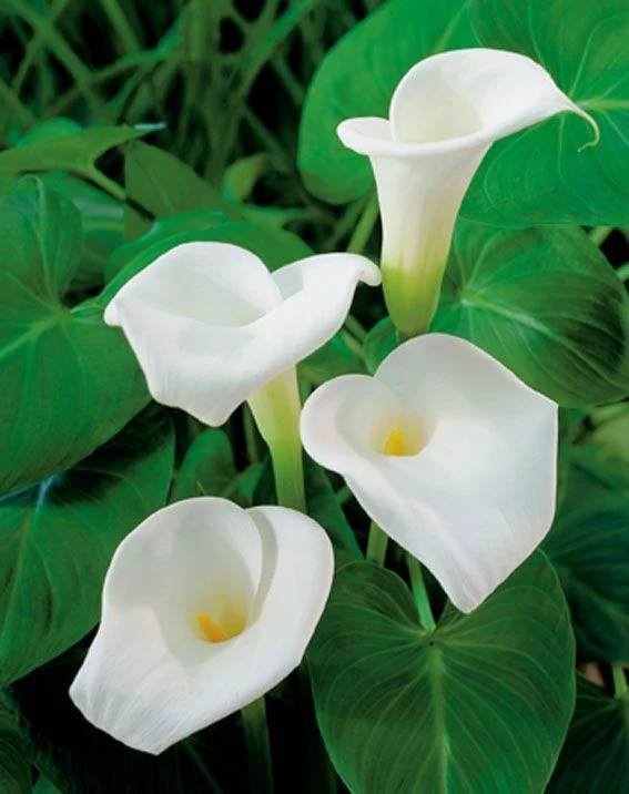 Zantedeschia aethiopica - Vattenväxt, 9 cm kruka