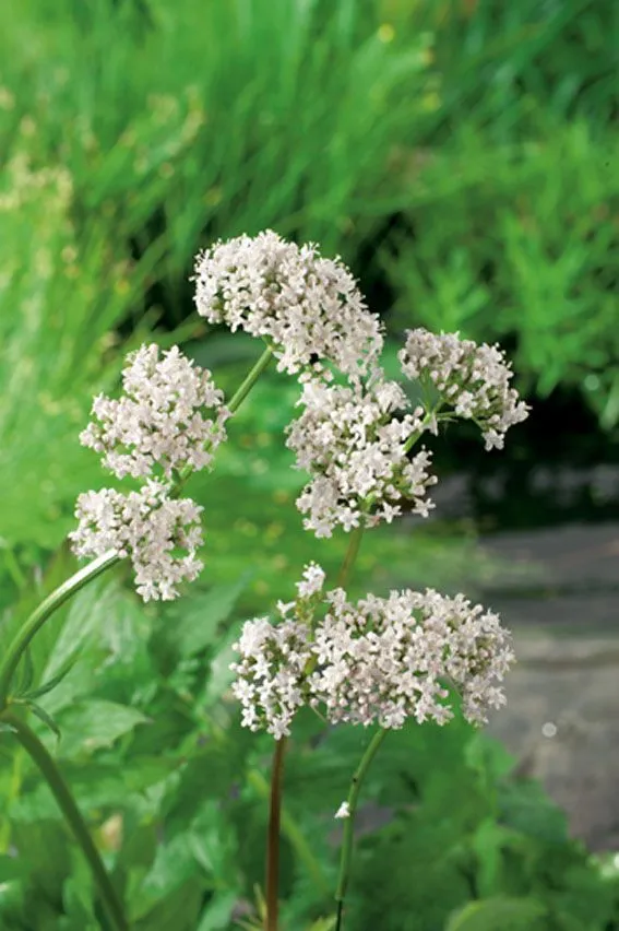 Valeriana officinalis 9 cm kruka - Vattenväxt