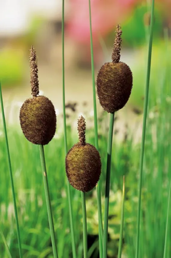 Typha minima - Dammkorg 18x18 cm