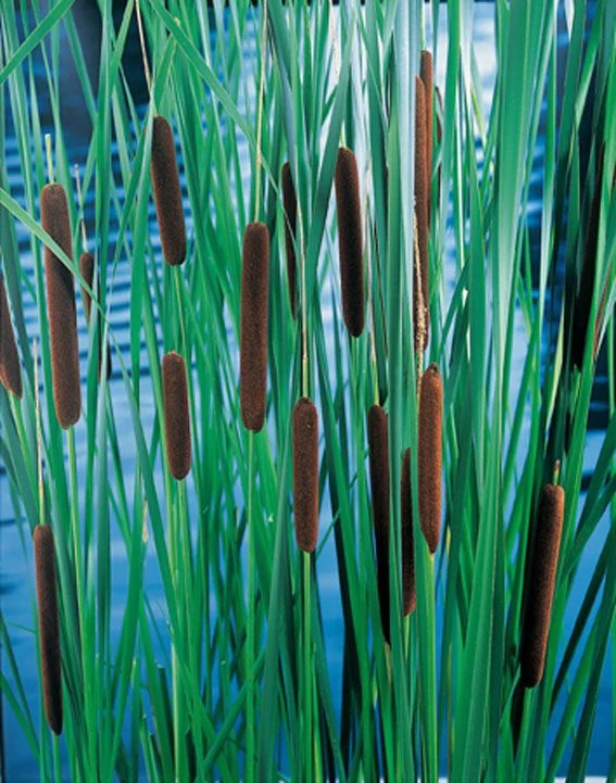 Typha laxmannii 9 cm kruka - Vattenväxt