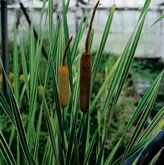 Typha latifolia 'Variegata' - dammkorg 18x18 cm
