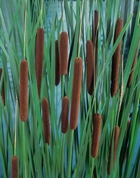 Typha latifolia (Bredkaveldun) i dammkorg 18x18 cm