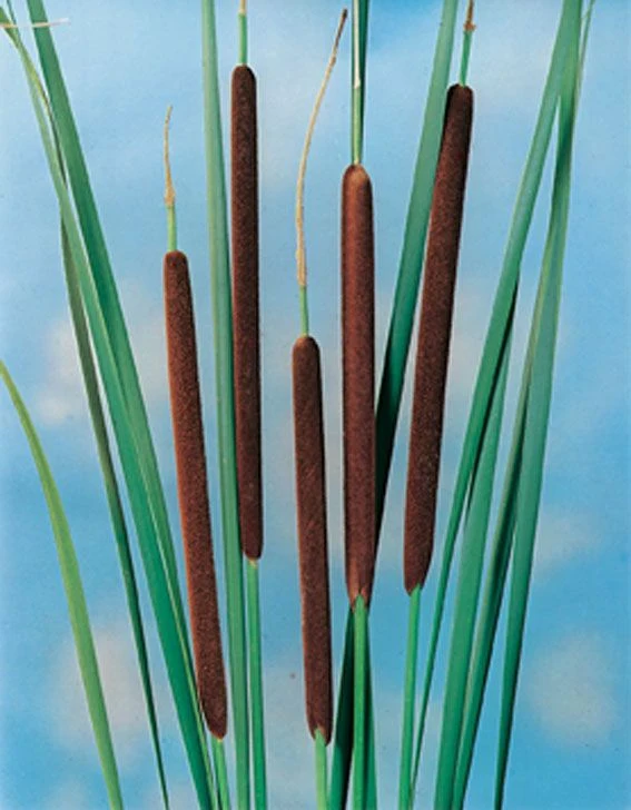 Typha angustifolia (Smalkaveldun) - 9 cm kruka