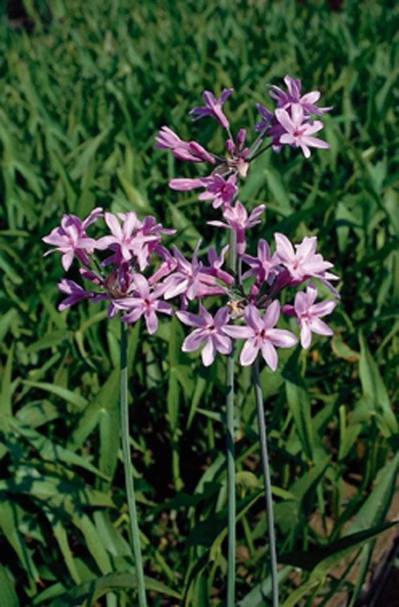 Tulbaghia violacea dammkorg 18x18 cm