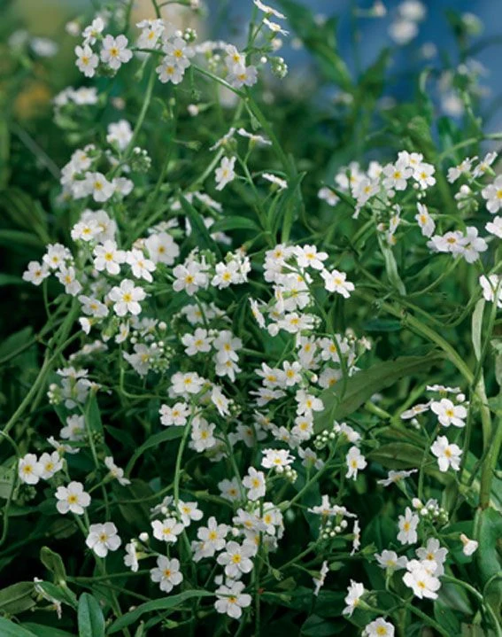 Vit vattenförgätmigej Myosotis pal. 'Alba' 9 cm kruka