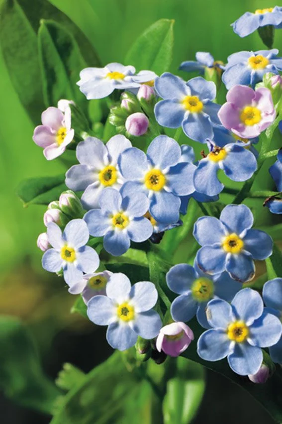 Myosotis palustris - Kärrförgätmigej (9 cm kruka)