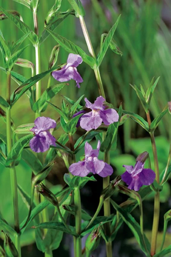 Mimulus ringens 9 cm kruka