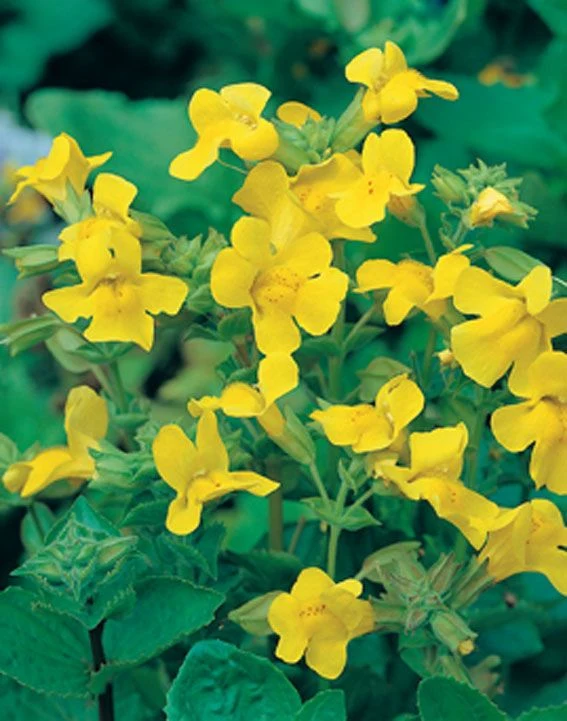 Mimulus luteus - Gult gyckelblomster, 9 cm kruka